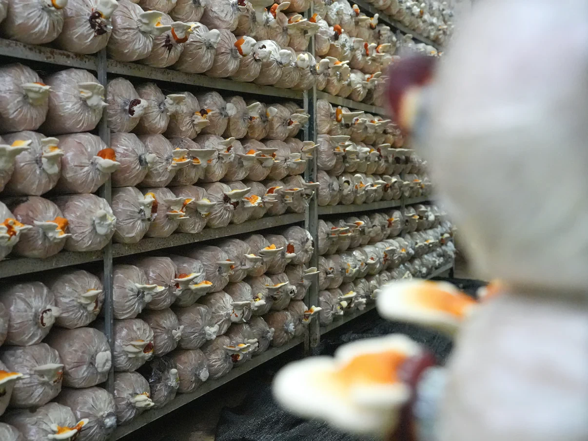 Linh Chi Nhất Long - Hỗ trợ tốt cho người mỡ máu, hỗ trợ ổn định đường huyết, huyết áp